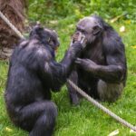 Scimpanzé in guerra, cuccioli strappati alle madri: il caso in Uganda