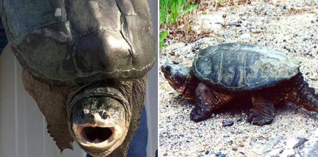 Tartaruga azzannatrice a Ladispoli, cresce l’allerta a Torre Flavia: è tra le più pericolose al mondo