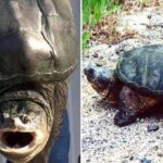 Tartaruga azzannatrice a Ladispoli, cresce l’allerta a Torre Flavia: è tra le più pericolose al mondo