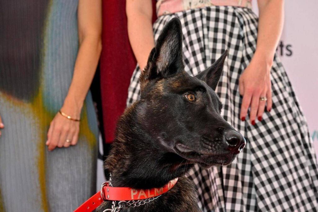 Cannes, il cane Yuri vince la Palm Dog: è la star del film ‘La Perra’