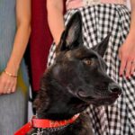 Cannes, il cane Yuri vince la Palm Dog: è la star del film ‘La Perra’