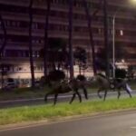 Cavalli in fuga a Roma, 4 vigili urbani fuori dalla parate del 2 giugno