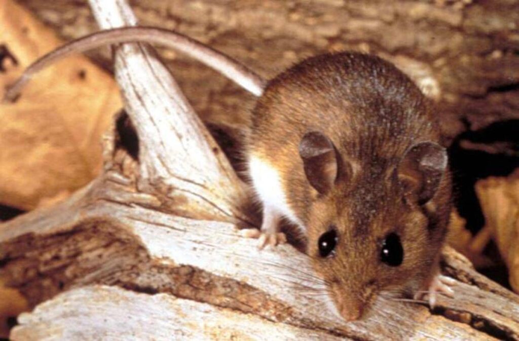 Hantavirus, il punto sul virus Andes: cosa sappiamo e cosa fare