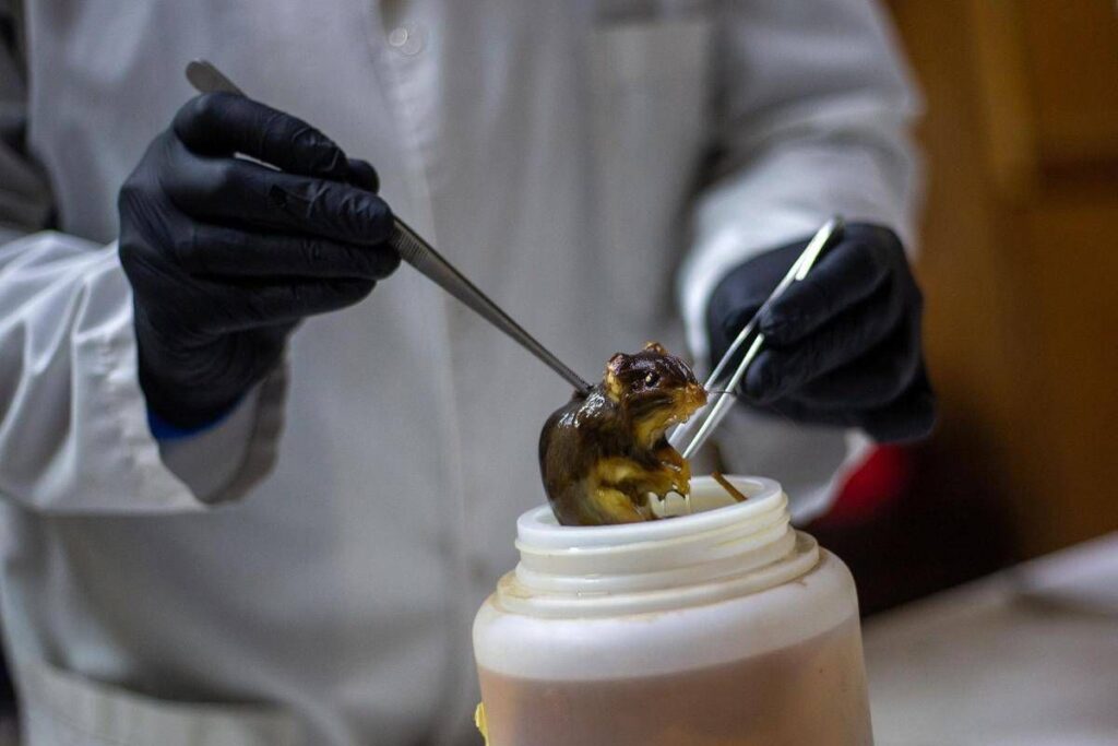 Hantavirus, topi come serbatoio: dobbiamo temere i ratti in città?