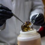 Hantavirus, topi come serbatoio: dobbiamo temere i ratti in città ?