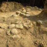 In Francia trovate oltre 100 uova di dinosauro, hanno 72 milioni di anni