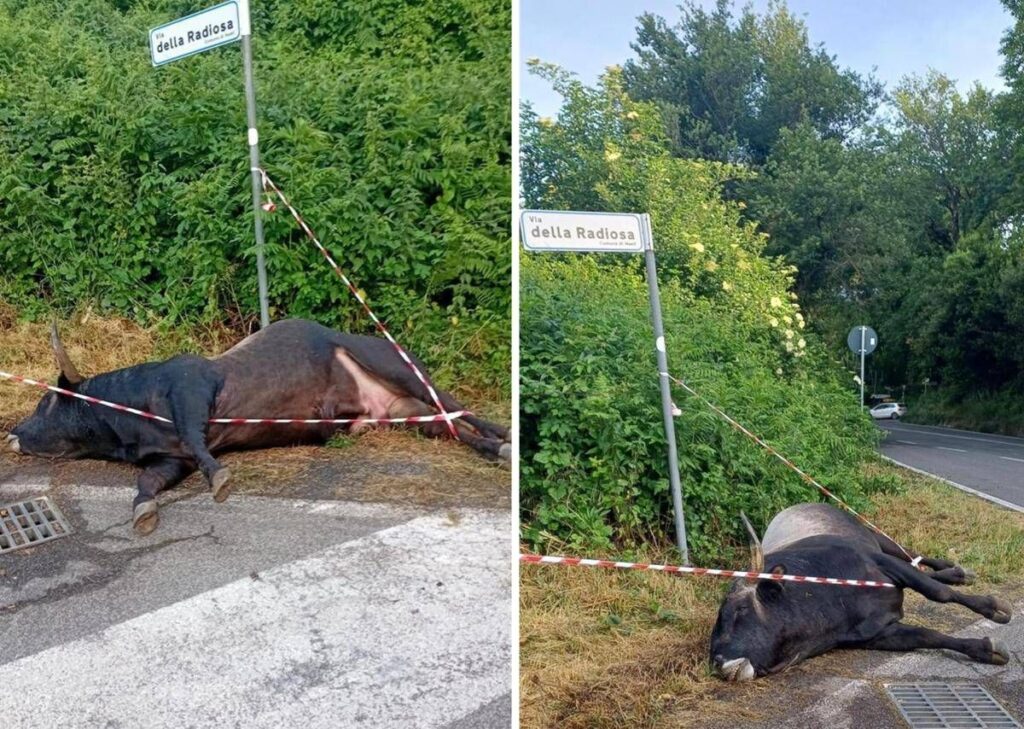 Violento incidente sulla via dei Laghi, auto finisce contro un toro. Il sindaco di Nemi: “Sfiorata la tragedia”