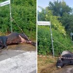 Violento incidente sulla via dei Laghi, auto finisce contro un toro. Il sindaco di Nemi: “Sfiorata la tragedia”