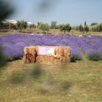 A giugno Roma si tinge di viola: torna la festa della lavanda al Lavandeto di Roma