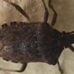 Malattia di Chagas spaventa l’America Latina, circa 6 mln convivono con l’infezione parassitaria
