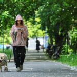 Obbligo di lavare la pipì del cane in strada, Bassetti: “Dal punto di vista scientifico non serve a nulla”