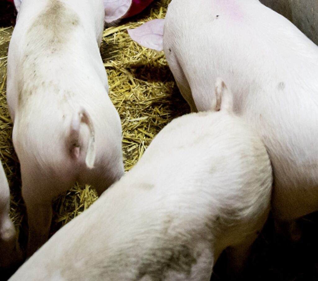 Peste suina africana, il primo caso in Toscana su animale domestico