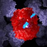 Talassemia e anemia falciforme, la ‘forbice’ molecolare funziona anche nei bambini