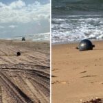 Australia, il mistero delle ‘palle spaziali’ in spiaggia: possono essere tossiche