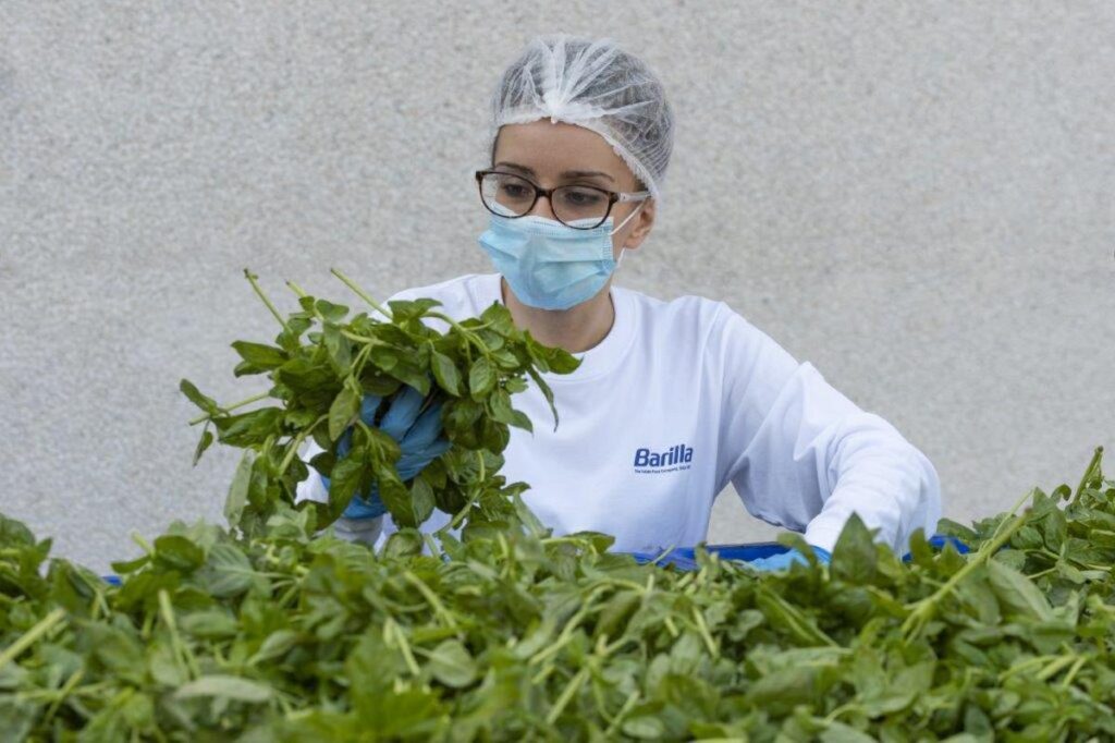 Barilla, 650mila analisi l’anno, 250 professionisti per sicurezza: la filiera del basilico dal campo al vasetto pesto