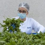 Barilla, 650mila analisi l’anno, 250 professionisti per sicurezza: la filiera del basilico dal campo al vasetto pesto