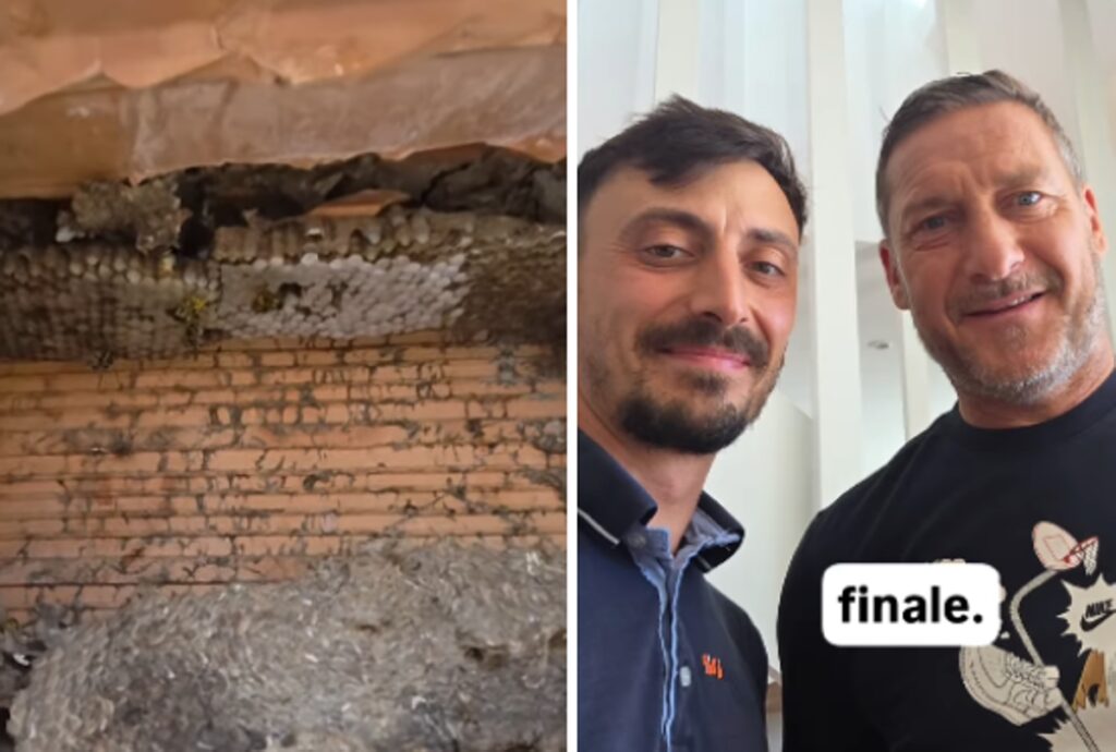 Francesco Totti, la casa invasa da vespe germaniche: il racconto del ‘salvataggio’