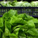 Giallo sull’epidemia di ciclosporiasi negli Usa, Fda: “Test su lattuga falso positivo”