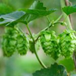 Groovin’ Farm debutta al Podere 676: domenica 26 luglio musica, birra agricola e natura nel cuore della campagna romana