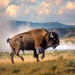 Il bisonte carica e fa volare il turista, l’attacco choc a Yellowstone