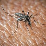 L’Oms lancia l’allarme, il virus West Nile cresce in Europa, 21 casi in Italia