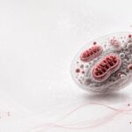 Ricerca, studio italiano svela il ruolo dei mitocondri nell’invecchiamento sano
