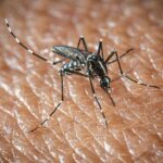 West Nile a Oristano, morta un’altra persona: è la quarta vittima del virus nella provincia
