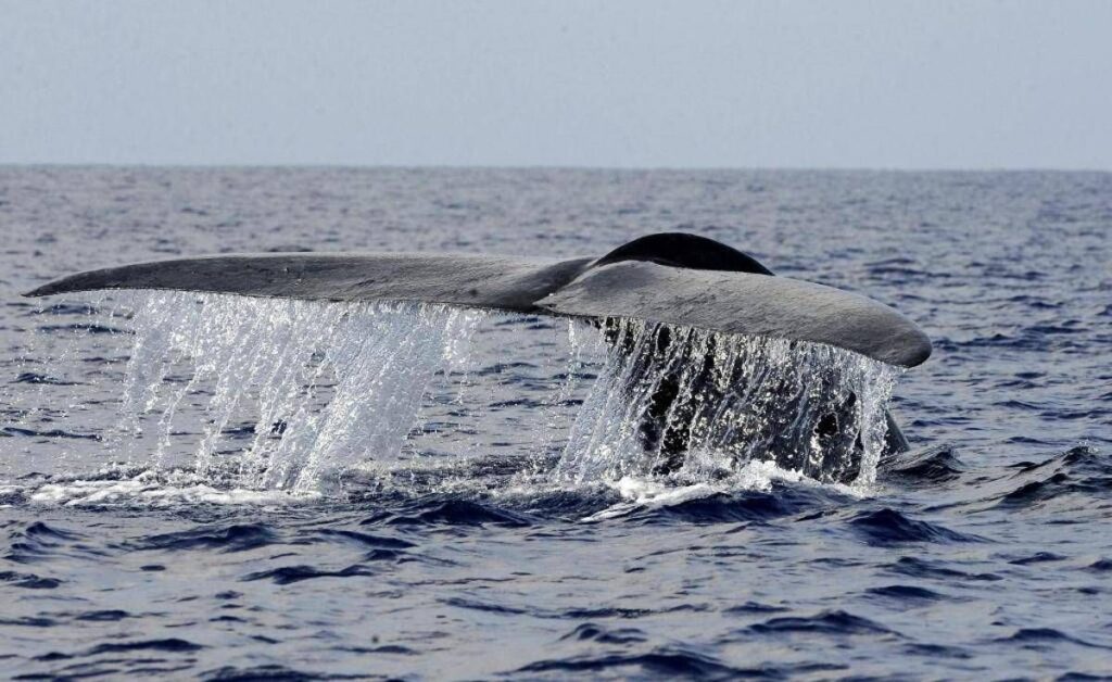 Balena di 200 anni in Groenlandia: “È nata prima della guerra civile americana”