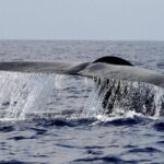 Balena di 200 anni in Groenlandia: “È nata prima della guerra civile americana”