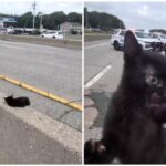 “C’è un gatto in autostrada”, l’operazione di salvataggio (riuscita) a New York