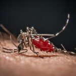 Cos’è la malaria, la ‘febbre palustre’ portata dalle zanzare che ora spaventa la Germania