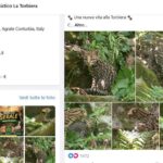 Cucciolo di ocelot al Parco Faunistico La Torbiera, il lieto evento vola sul web