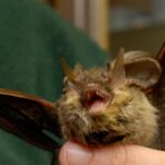Donna si risveglia con un pipistrello in faccia: “Voleva infilarsi in bocca”