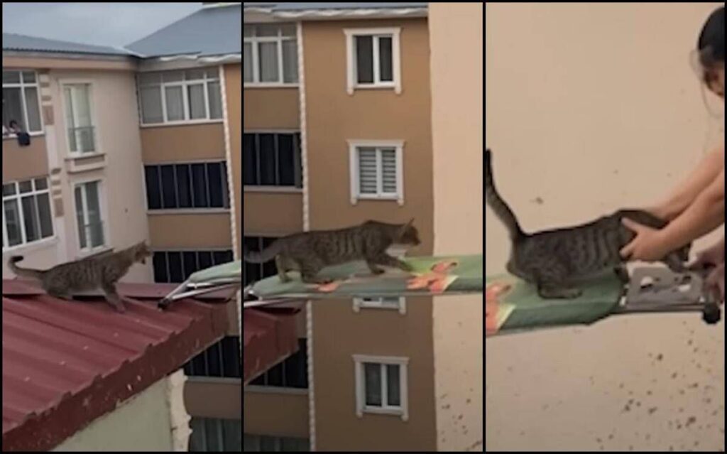 Gatto in pericolo su un tetto, il ‘salvataggio’ con… un’asse da stiro
