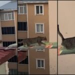 Gatto in pericolo su un tetto, il ‘salvataggio’ con… un’asse da stiro