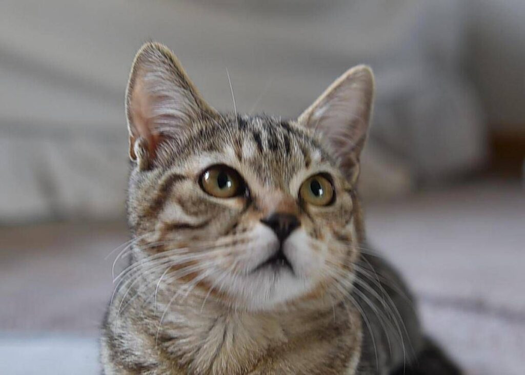 Gatto scompare per 10 anni, poi si presenta… al compleanno della padrona