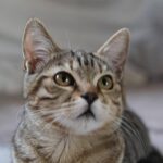Gatto scompare per 10 anni, poi si presenta… al compleanno della padrona