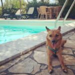 Giornata internazionale del cane, i consigli per viaggiare pet-friendly in Italia e all’estero