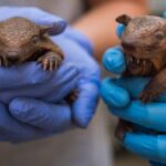 Lebbra, casi in aumento in Florida e l’armadillo torna sotto i riflettori