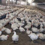 Meglio il pollo con pelle bianca o gialla? L’allevatore sfata un falso mito