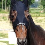 Morto Varenne, il più grande cavallo trottatore di tutti i tempi: aveva 31 anni
