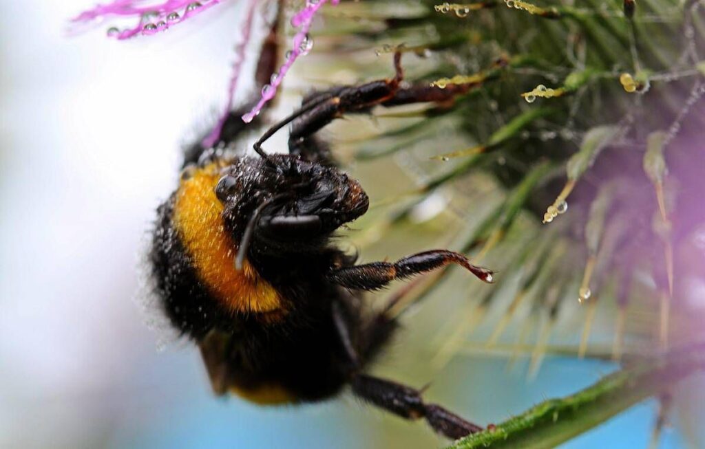 Morto dopo la puntura di un calabrone, cosa fare subito: cosa dice l’allergologa