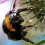 Morto dopo la puntura di un calabrone, cosa fare subito: cosa dice l’allergologa