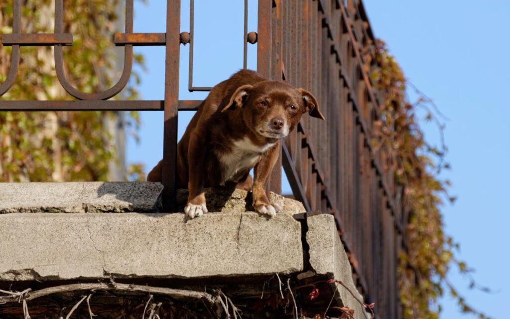 No a cani e gatti su balconi, scantinati, terrazze e cortili: la nuova legge in Spagna