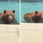 Orso si intrufola in un’abitazione privata per… un tuffo in piscina – Il video
