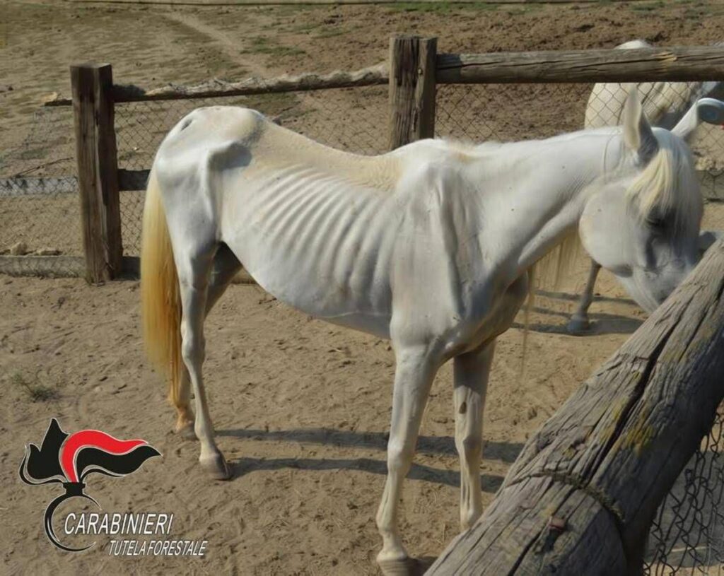 Asti, 12 cavalli denutriti salvati da allevamento e trasferiti nel varesotto