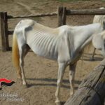 Asti, 12 cavalli denutriti salvati da allevamento e trasferiti nel varesotto