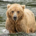 Backpack è l’orso più grasso dell’Alaska, eletto il vincitore del concorso ‘Fat Bear Week’