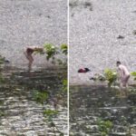 Bagno senza veli nel Brenta, due uomini entrano in acqua nonostante il divieto