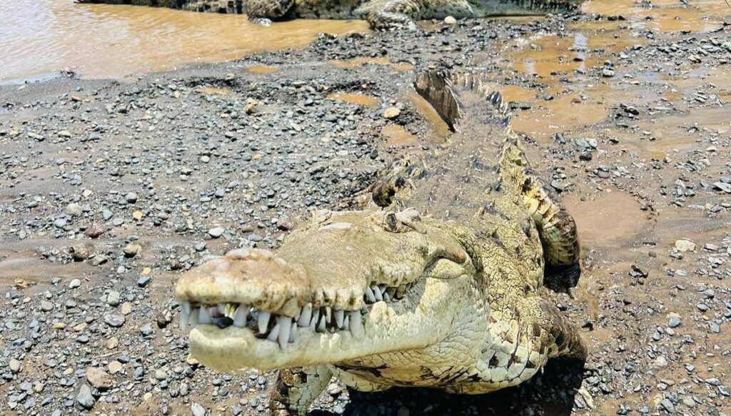 Brisbane 2032, ok al fiume dei coccodrilli: gare di canottaggio si faranno sul Fitzroy